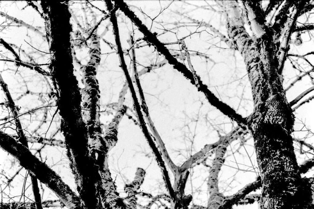 Black and white photo of trees against a white sky.  The tree branches are also a ghostly white where the sun hits them.