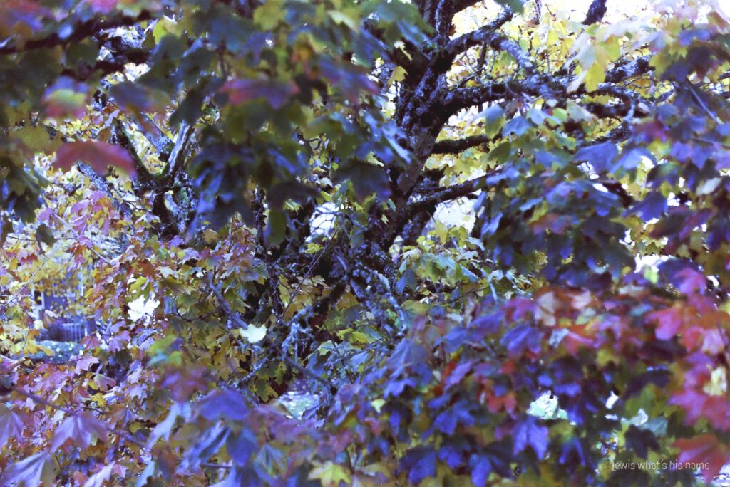 Photo of a maple tree, taken at the same level as the leaves.  The leaves are a variety of colours, including red, purple, yellow, and green.